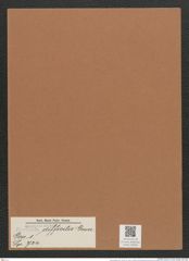 Navicula difficilis Grun. (de-Toni-Nr.: Genus 1, Species 724) Zeichnungen Sammlung Grunow Mappe 00594 (Herbarium_W_Grunow_drawings_Folder_00594)